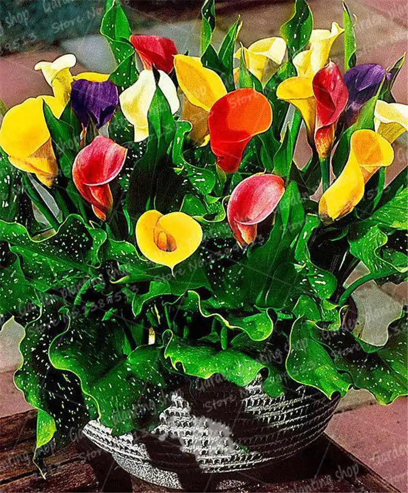 

100 Pcs Calla Lily Bonsai,Rare Plants Flowers,Room Flowers Rhizome Zantedeschia Aethiopica, Bonsai Houseplants Home Garden Palnt