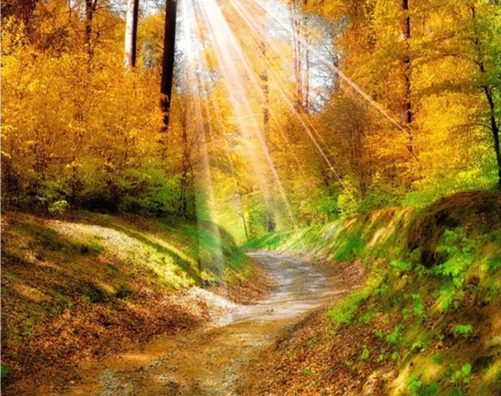 

Full circular 5DDIY Diamond Painting Forest in the Morning Light Landscape Diamond Embroidery Cross Stitch Rhinestone Home decor