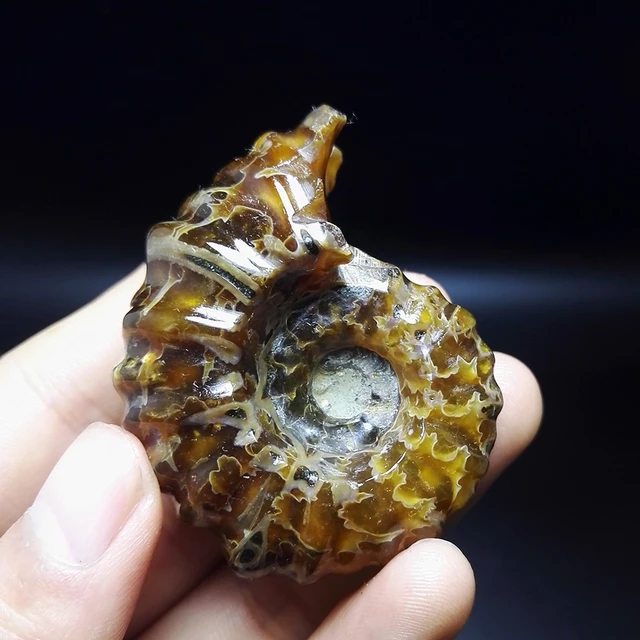 Special Price 70g NATURAL Stones and Minerals Rock Madagascar natural horn snail fossils mineral color of fire