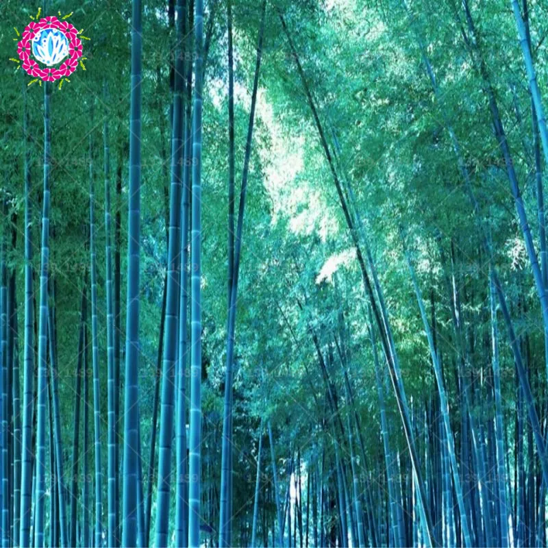 

40pcs/bag bonsai Chinese Moso Bamboo plants Phyllostachys heterocycla Pubescens-Giant Moso Bamboo for DIY Home Garden Plants