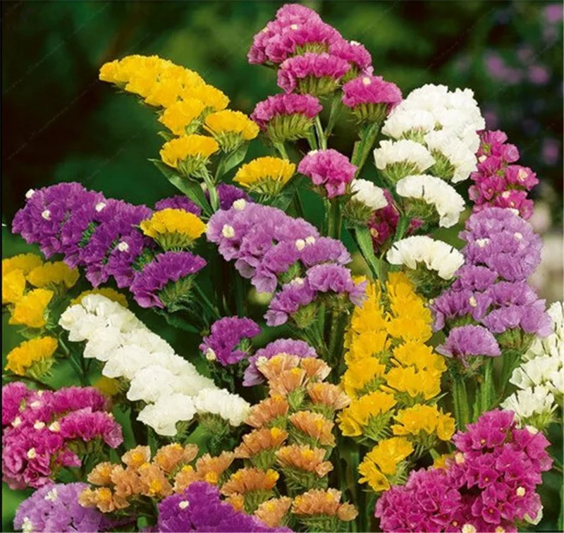 Statice Seeds (Limonium Sinuatum) 7colors mixed Statice