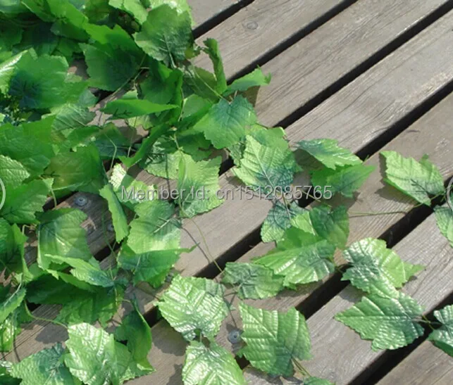 grape vine.jpg