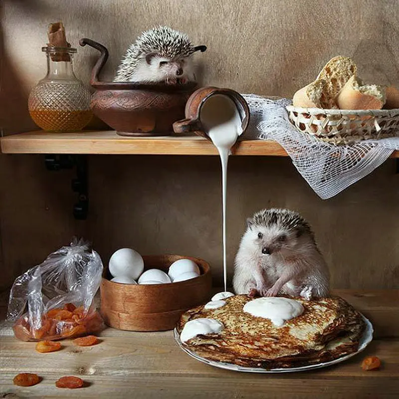 

DIY 5D Diamond Painting cross stitch Hedgehog Needlework Craft Gift Full Square Diamond Mosaic Embroidery 3d Home Decoration