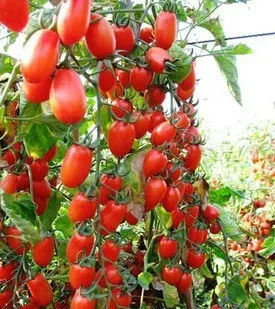 100pcs/pack.Free shipping  red pear tomato seeds vegetable seeds for DIY home garden  49%