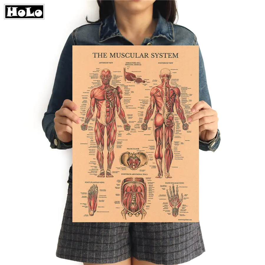 Структура мышечной системы человека HD винтажный бумажный плакат Бар домашний декор ретро крафт-бумага живопись 42x30 см - Цвет: FRD024