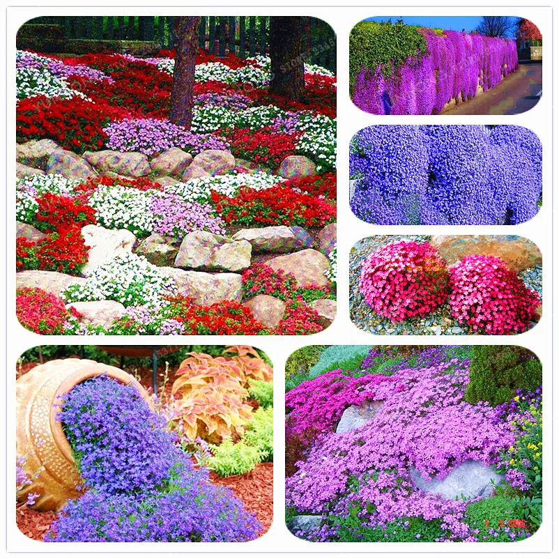 

100Pcs/Bag Rock Cress bonsai Aubrieta Cultorum Rare Purple Ground Cover Rock Cress Flower bonsai Home Garden Plant