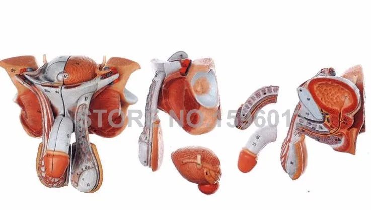 A15102 Male Genital Organs (5)