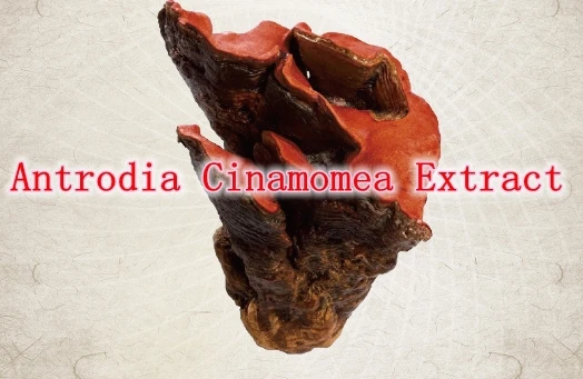

Hotsale 5bottles 100% Natural Antrodia Cinamomea Extract Powder 30% Polysaccharide 500mg x 450pcs free shipping