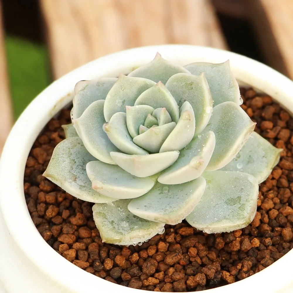 

Sedum Adolphii Succulent plants bonsai plantas garden seedsplants decoration indoor decor home
