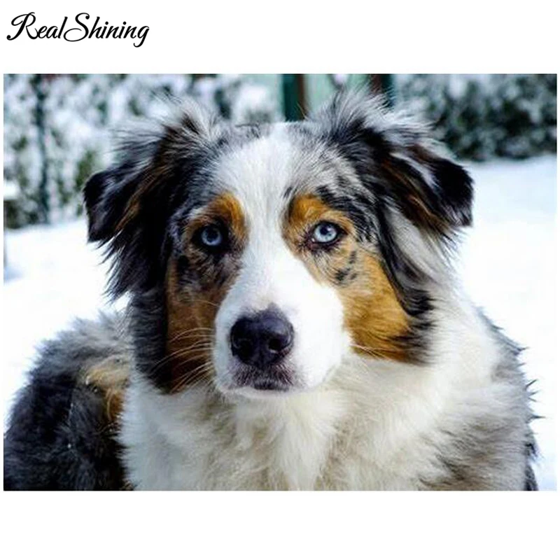 Australian Shepherd Dog 999