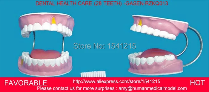 

DENTAL TOOTH TEETH ANATOMICAL ANATOMY MODEL ,DENTAL MODEL,DENTAL MODEL 28 LARGE HEALTH CARE TEETH TOOTH -GASEN-RZKQ013