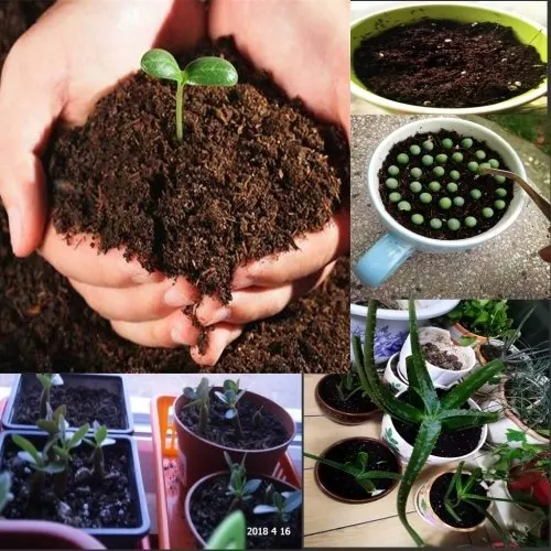 

Best semillas potted nutrition soil, containing microbial and trace elements, Nutritious, Sprout fast, fast emergence