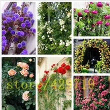 200 pcs Climbing Roses Seeds,Climbing Plants ,Chinese Flower Seeds for garden planting gift for wife