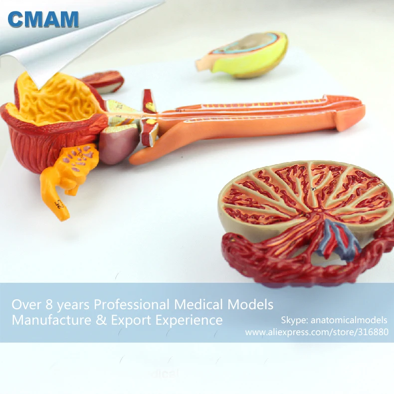 12471 CMAM ANATOMY33 Male Reproductive System Study Model Medical