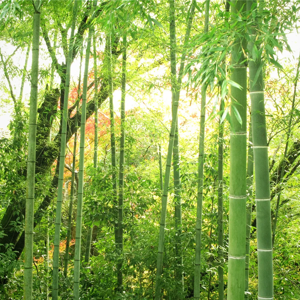Hutan Alam Bambu Latar Belakang Gaya Jepang Wallpaper PW156015665