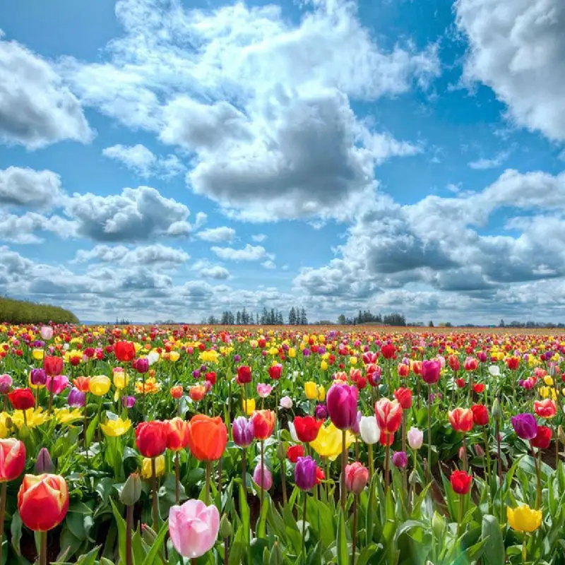 

5D Diy Diamond Embroidery Tulip Natural Scenery Blue Sky Full Round Drill Flower Series Diamond Painting Cross Stitch Wall Decor