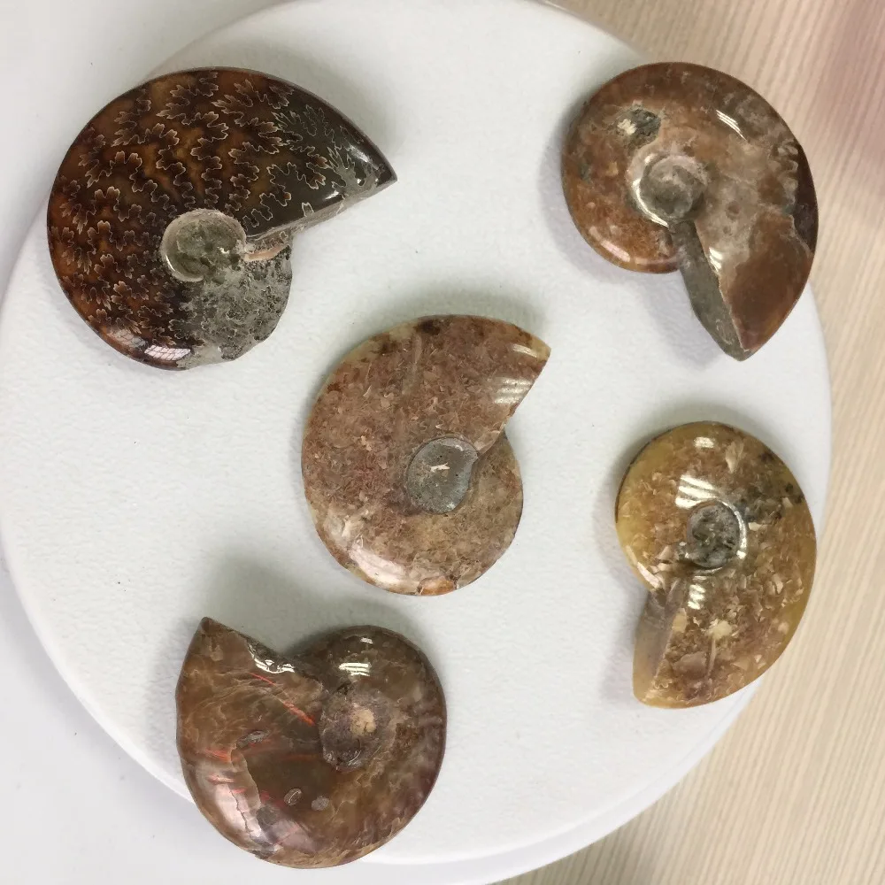 D157 (5 шт. много) Пьедрас Naturales у минералы Fossil аммонита камень целебными минералами цена оптовой продажи фэн-шуй Продукты