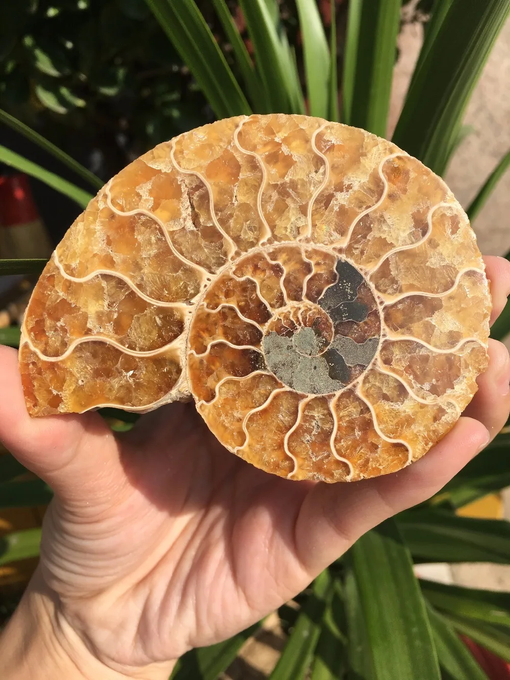 

1pcs 77g Natural conch slice polished Fossil Madagasca