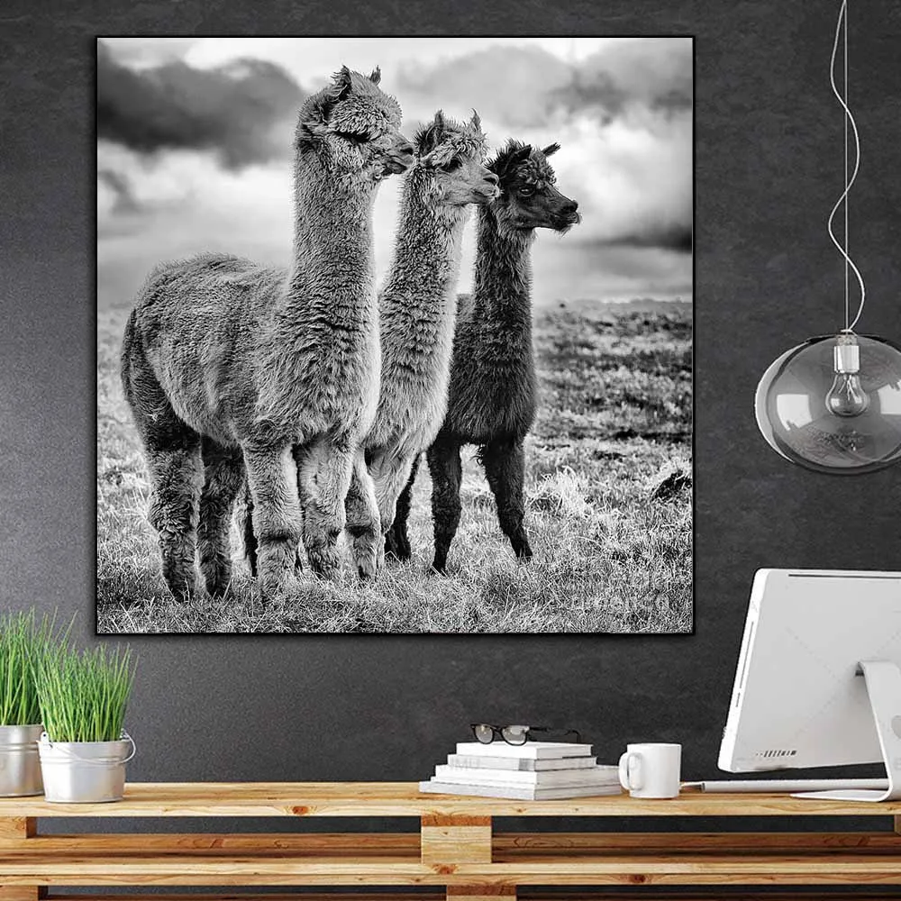 

Fashion Black and White Llama Poster Animal Canvas Painting Alpaca Posters and Prints Wall Art Picture For Living Room Decor