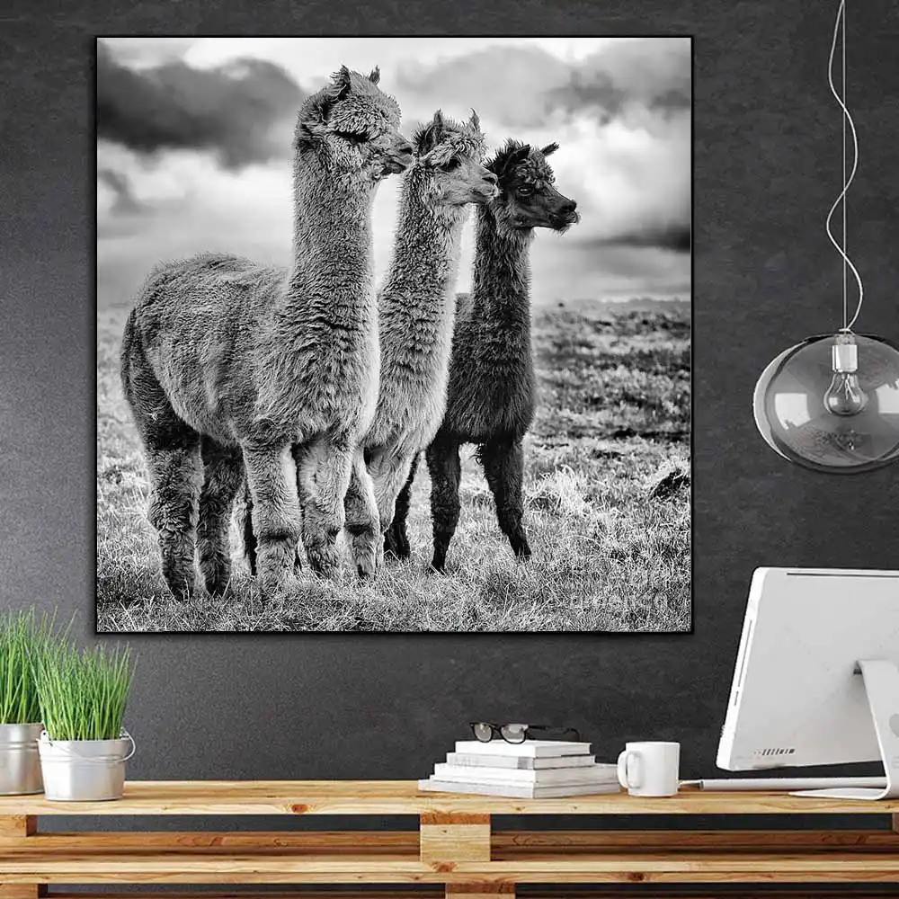Lama Herde Südamerika Tier Leinwand Bild Wandbild Kunstdruck L0151