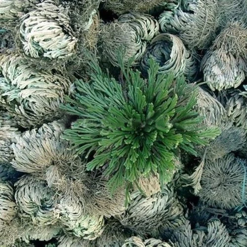 

Resurrection Plant 1Pc Practical Live Resurrection Plant Rose of Jericho Dinosaur Plant Air Fern Spike Moss Home & Garden Decora