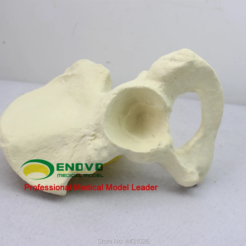 ENOVO The bone model of bone artificial bone was simulated by orthopedic surgery amplified alar bone sphenoid bone amplification model