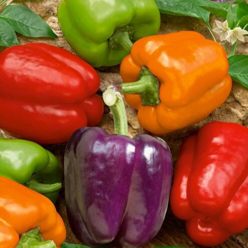 Перец сладкий таежный. Перец болгарский сорт айвенго белый. Перец атомис f1. Болгарский сладкий перец. Перец горький чили.