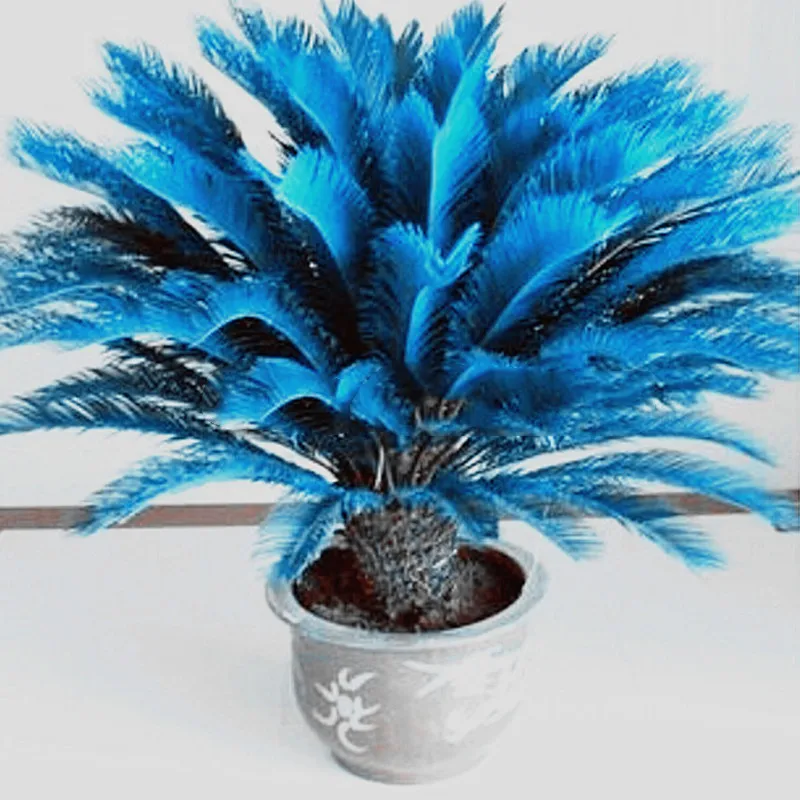 New Arrival 10 pcs blue Cycas, mini Sago Palm Tree .bonsai flower, budding rate 97% rare room potted plant for home garden