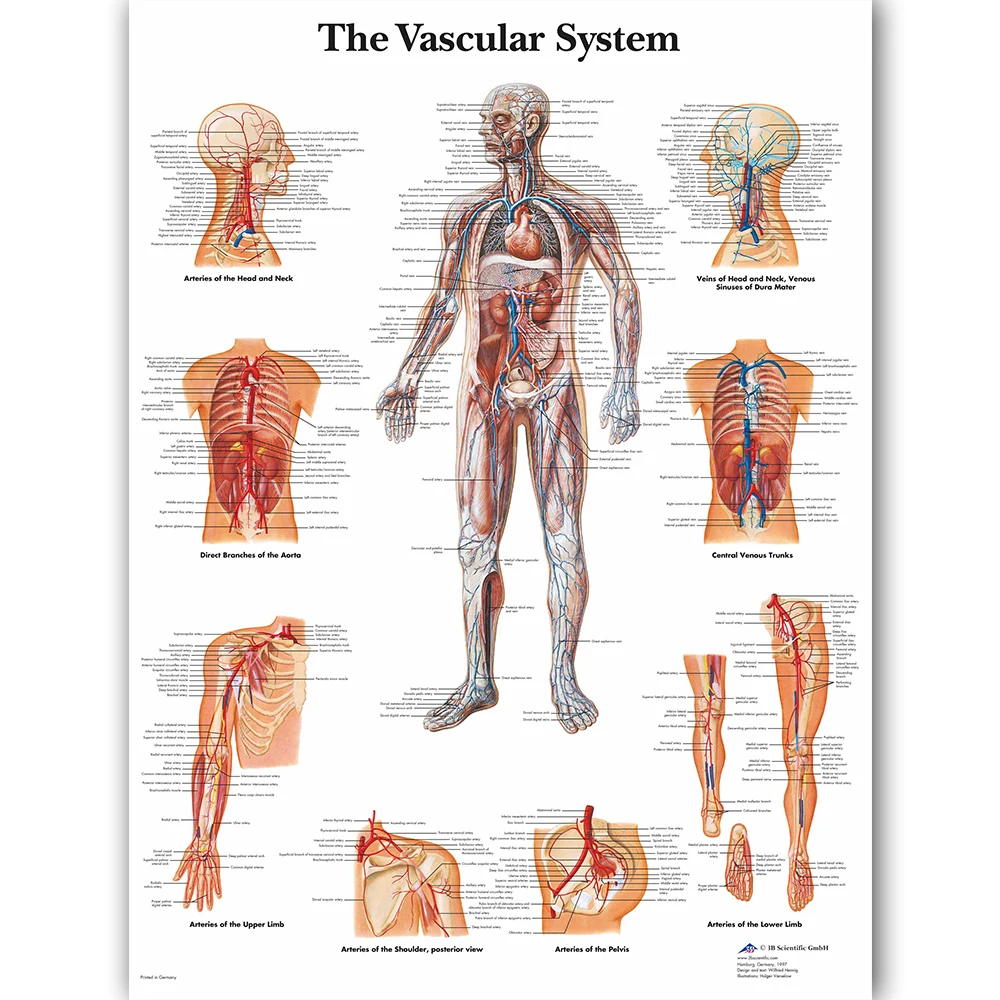 WANGART Vascular System Chart Poster Map Canvas Painting