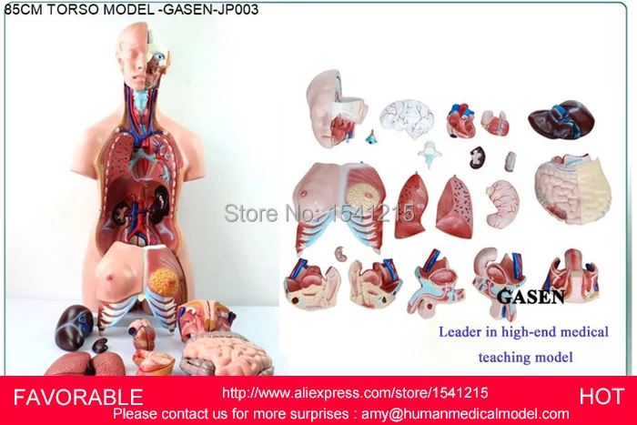 

MUSCLE ANATOMY MODEL MEDICAL ORGANS DUMMY MEDICAL MANNEQUIN HUMAN MUSCLE ANATOMY ORGANS ANATOMICAL TORSO ANATOMICAL GASEN-JP003