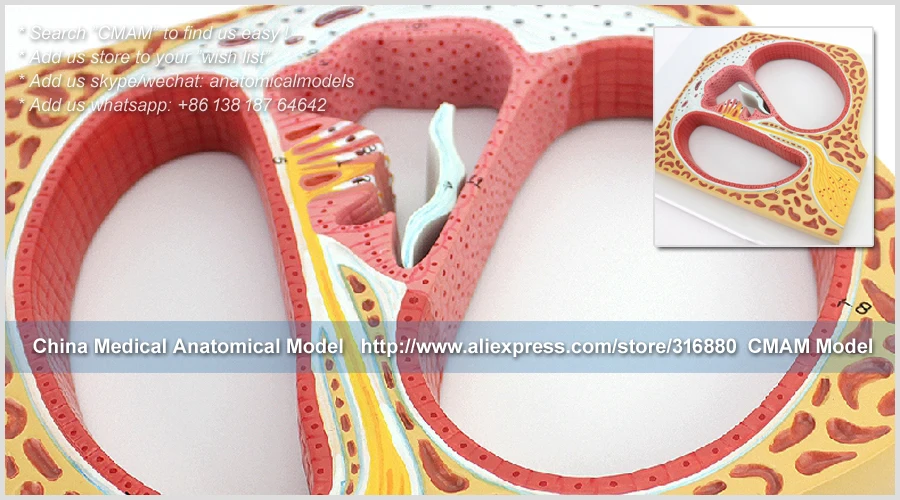 CMAM/12523 Ушная Улитка и орган Корти, человеческий E.N.T. Анатомическая модель медицинского обучения