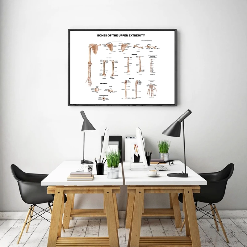 collar bone medical illustrations prints office decor