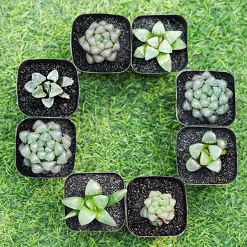 

Set Of 8 Green Plants Bonsai Home Decor Garden Flowers Plants