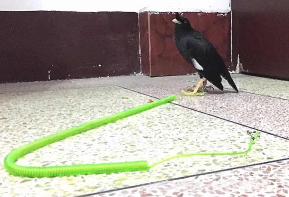 Flexible Bird Flying Rope Bird Harness Leash 1Pc 3M/6M/10M For Parrot Cockatiels Starling Pet Outdoor Flying Training