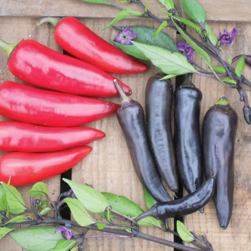 where to buy a carolina reaper pepper where to buy a carolina reaper pepper