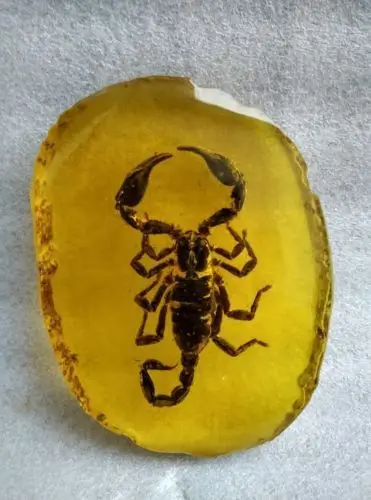 

10.5 cm * / A collection of ancient China.Amber scorpion