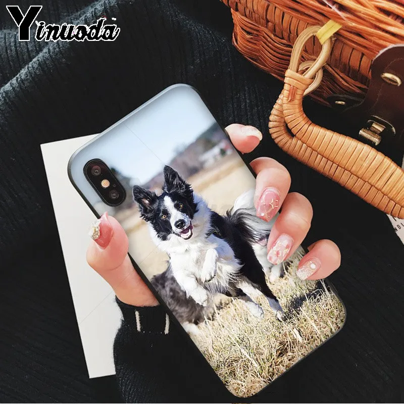 cute Border collie Dog