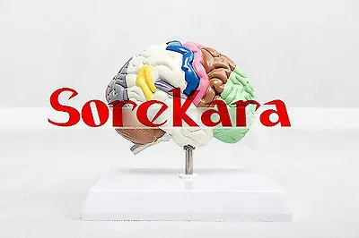 Human Anatomical Right Half Brain Section Dissection Medical Organ Teach Model School Hospital Human Anatomical Right Half Brain Section Dissection Medical Organ Teach Model School Hospital