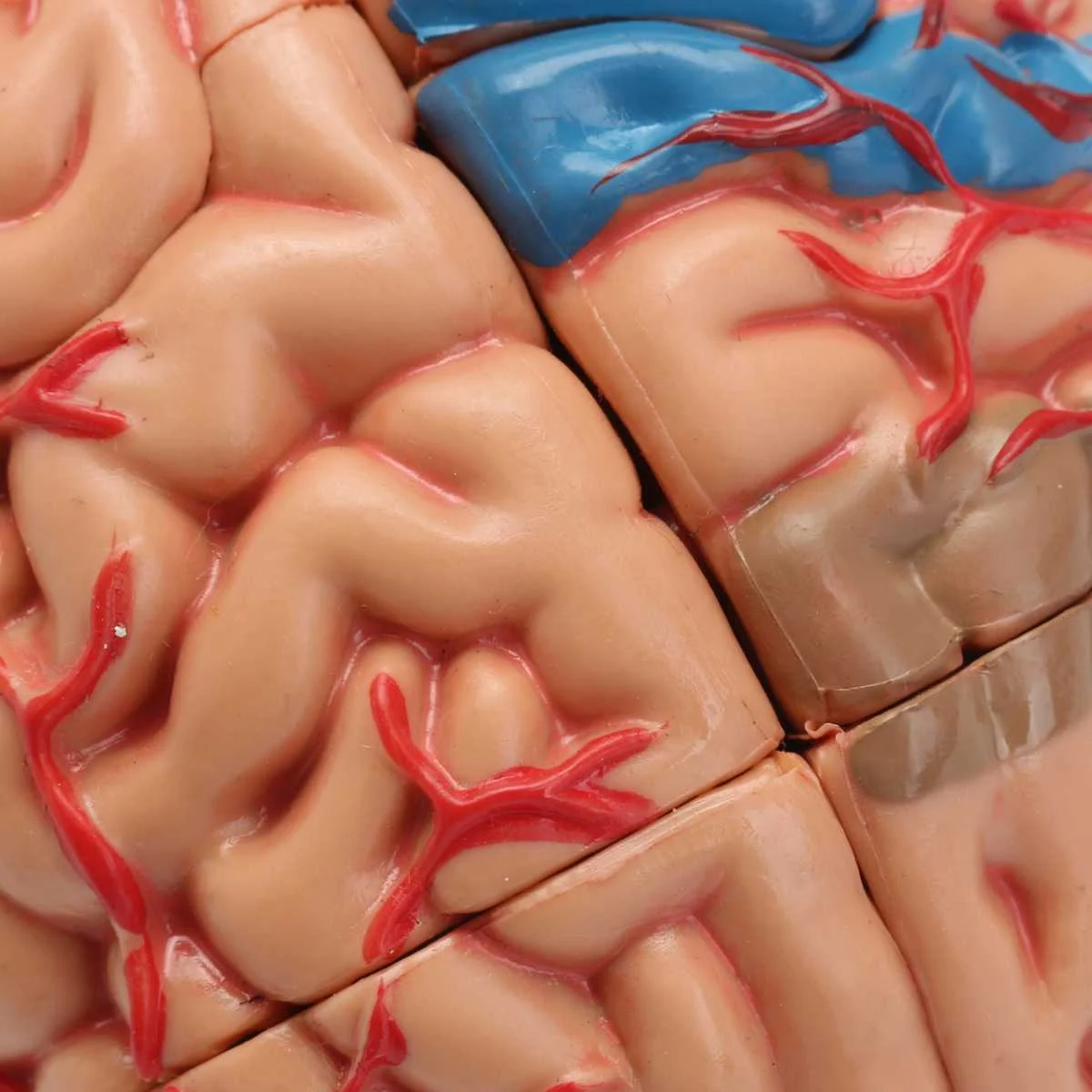 4D Разобранная анатомическая модель человеческого мозга школьная образовательная Анатомия медицинская модель человеческого мозга анатомический обучающий инструмент