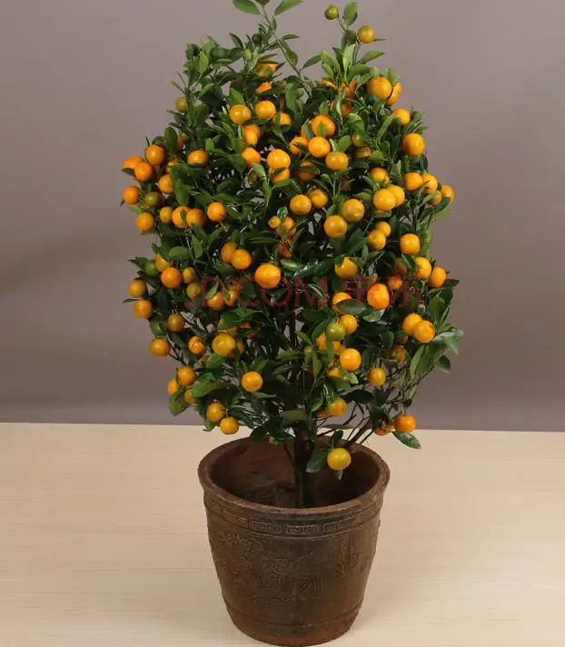 Popular Fruit Bonsai TreeBuy Cheap Fruit Bonsai Tree lots from China