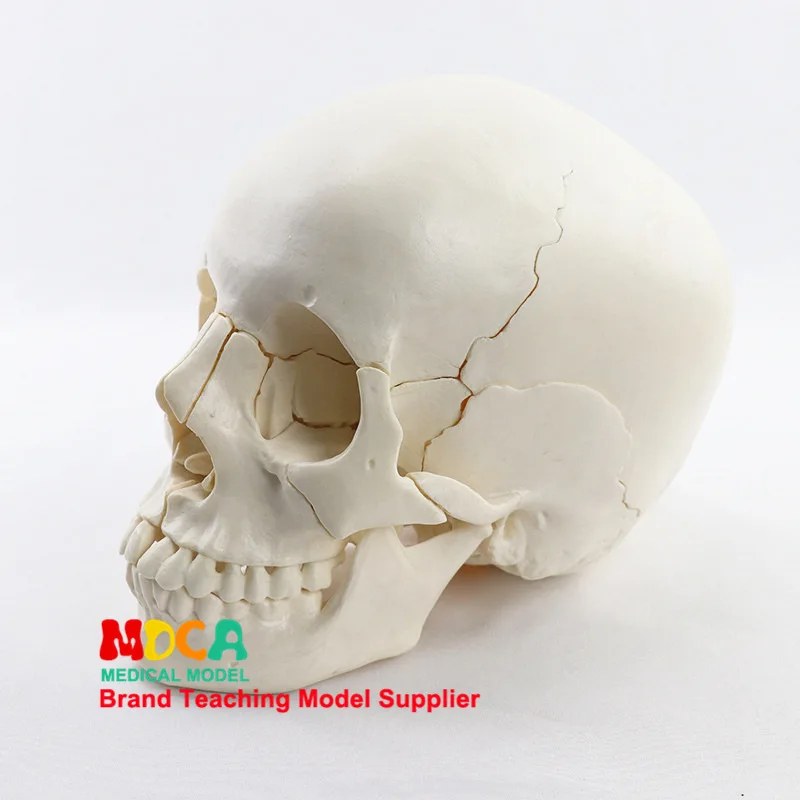 1:1 Lifesize Human Skull Model True colors Medical teaching equipment 22 Parts Anatomical Anatomy Skeleton Model