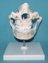 

Adult dental model human oral tooth model dental teaching model DOI: