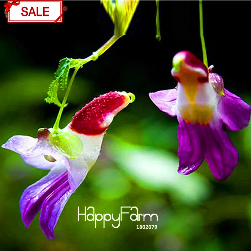 Parrot Orchid Highgrade Seeds Plants Bonsai Flowering Radiation Garden 105pcs 