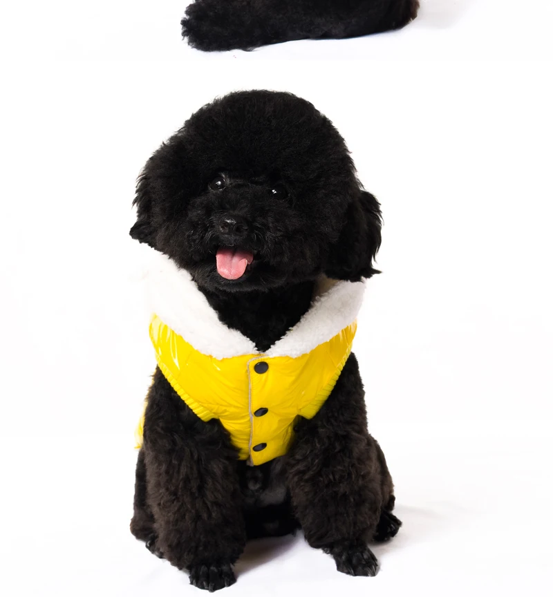 10 clothes for dogs 