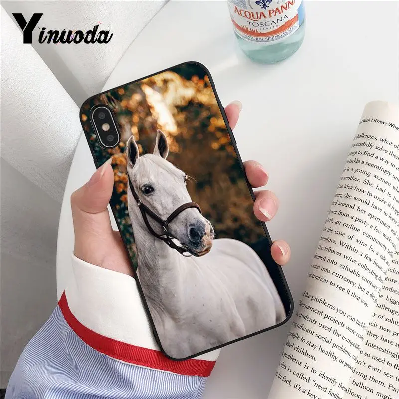 Animal Horse