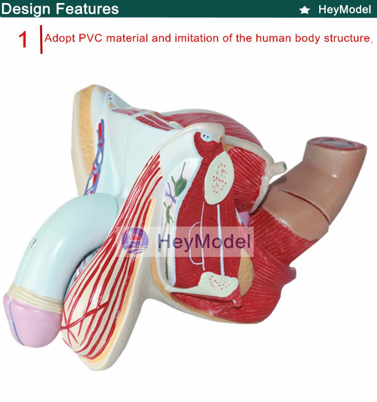 HeyModel Мужская и женская модель калечения женских гениталий модель мужской половой системы модель яичка мочевой системы анатомическая модель