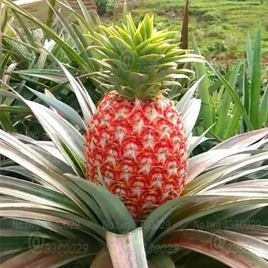 

100pcs Gaint red pineapple bonsai perennial indoor Ananas comosus fruit bonsai plants for home garden potted plants