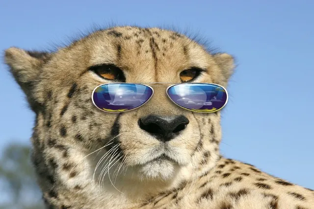 Funny-Humor-Leopard-Glasses-Creative-Humor-Funny-Fabric-Silk-Poster-Canvas-Painting-Printing-Wall-Pictures-Home.jpg_640x640.jpg