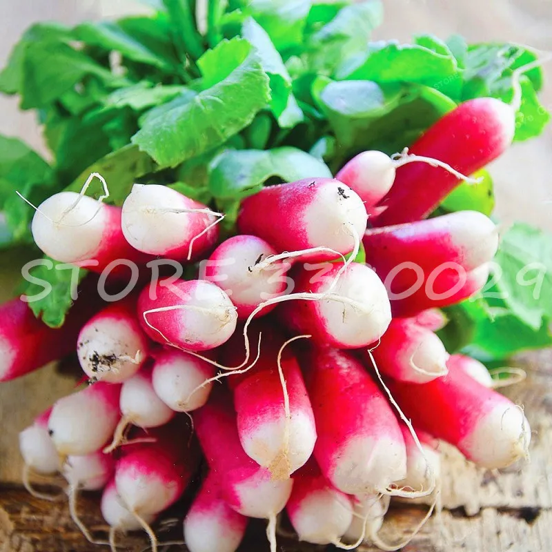 

100Pcs Sausage Radish Bonsai Juicy And Nutritious Early Spring Radish Delicious fruit and Vegetable home Garden plans planting