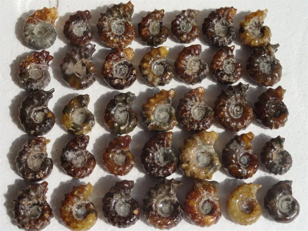 

35 New Find NATURAL Cretaceous AMMONITE FOSSIL SPECIMEN 415g